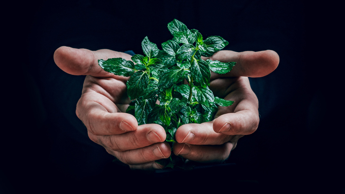 image of hands holding a plant