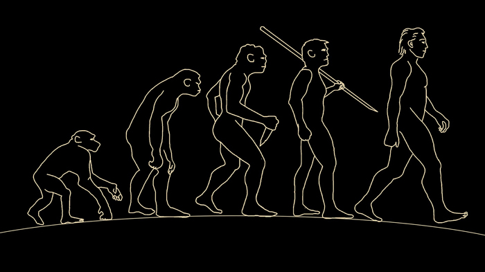 illustration of the phases of human evolution