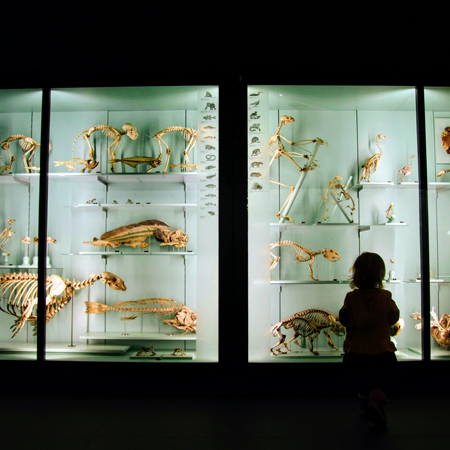Image of kid enjoying museum exhibitions at night